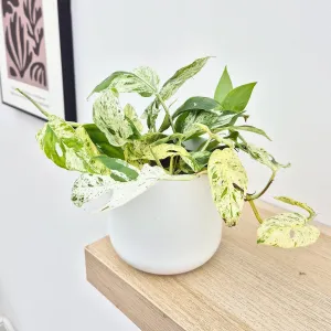 15 - 25cm Variegated Marble Pinnatum 12cm Pot House Plant