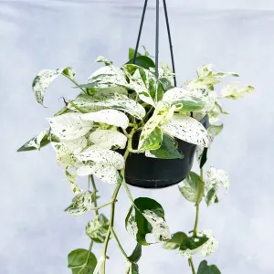 20 - 25cm Variegated Marble Pinnatum 14cm Hanging Pot House Plant