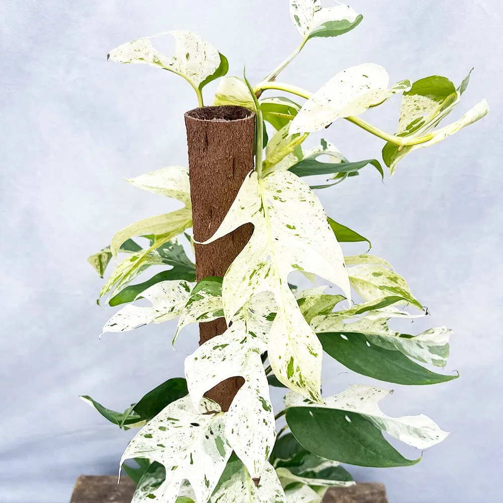 55 - 65cm (Extra White) Variegated Marble Pinnatum on mosspole Pothos 17cm Pot House Plant