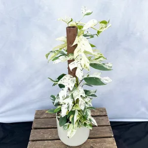 55 - 65cm (Extra White) Variegated Marble Pinnatum on mosspole Pothos 17cm Pot House Plant