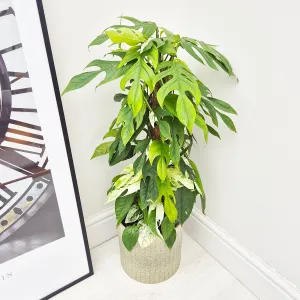 55 - 65cm Lightly Variegated Marble Pinnatum on mosspole Pothos 17cm Pot House Plant