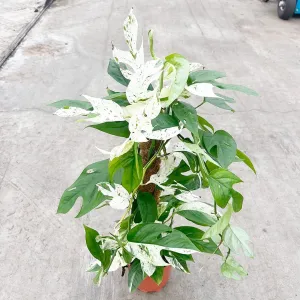 55 - 65cm Variegated Marble Pinnatum on mosspole Pothos 17cm Pot House Plant