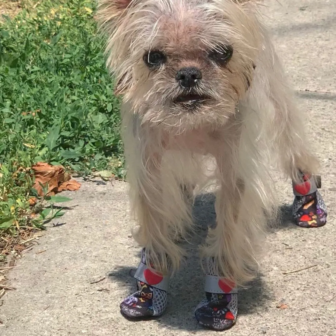 Chalkboard City Shoes Dog Boots