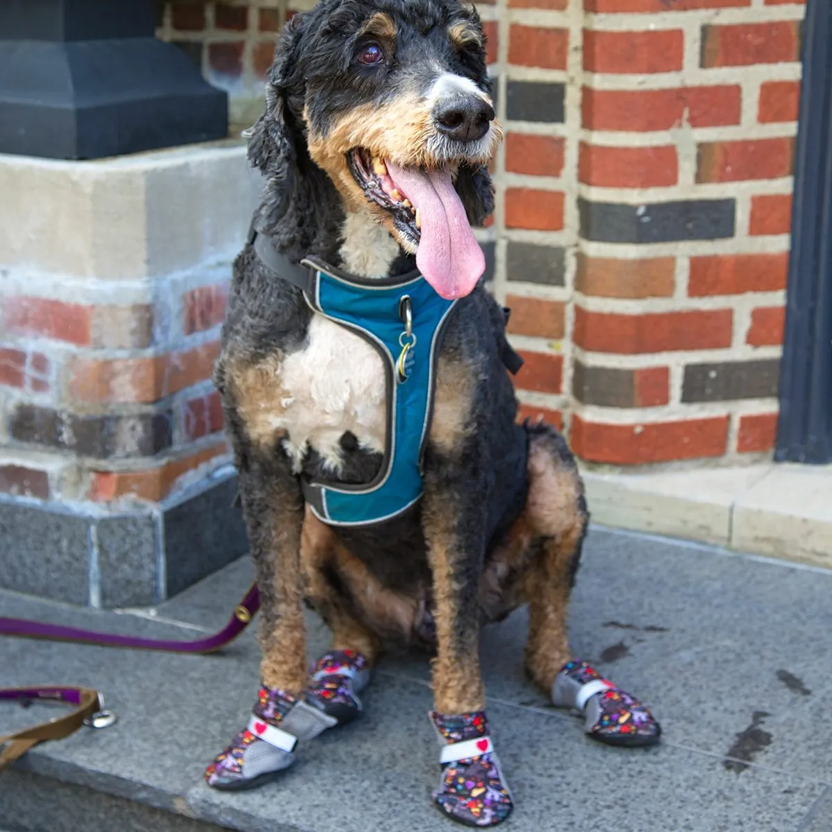 Chalkboard City Shoes Dog Boots