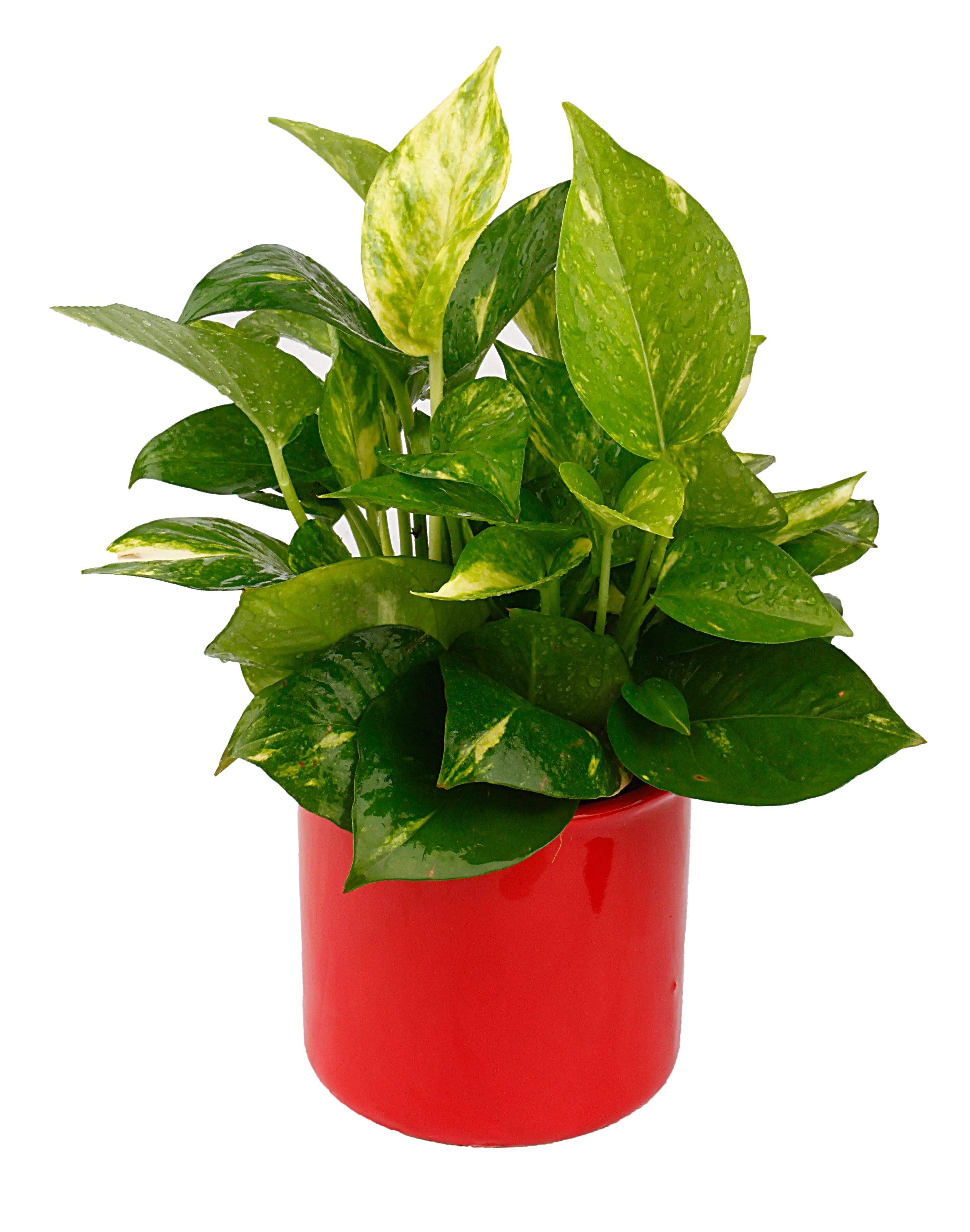 Exotic Green Beautiful Good Luck Indoor Money Plant with Red Colour Ceramic Planter