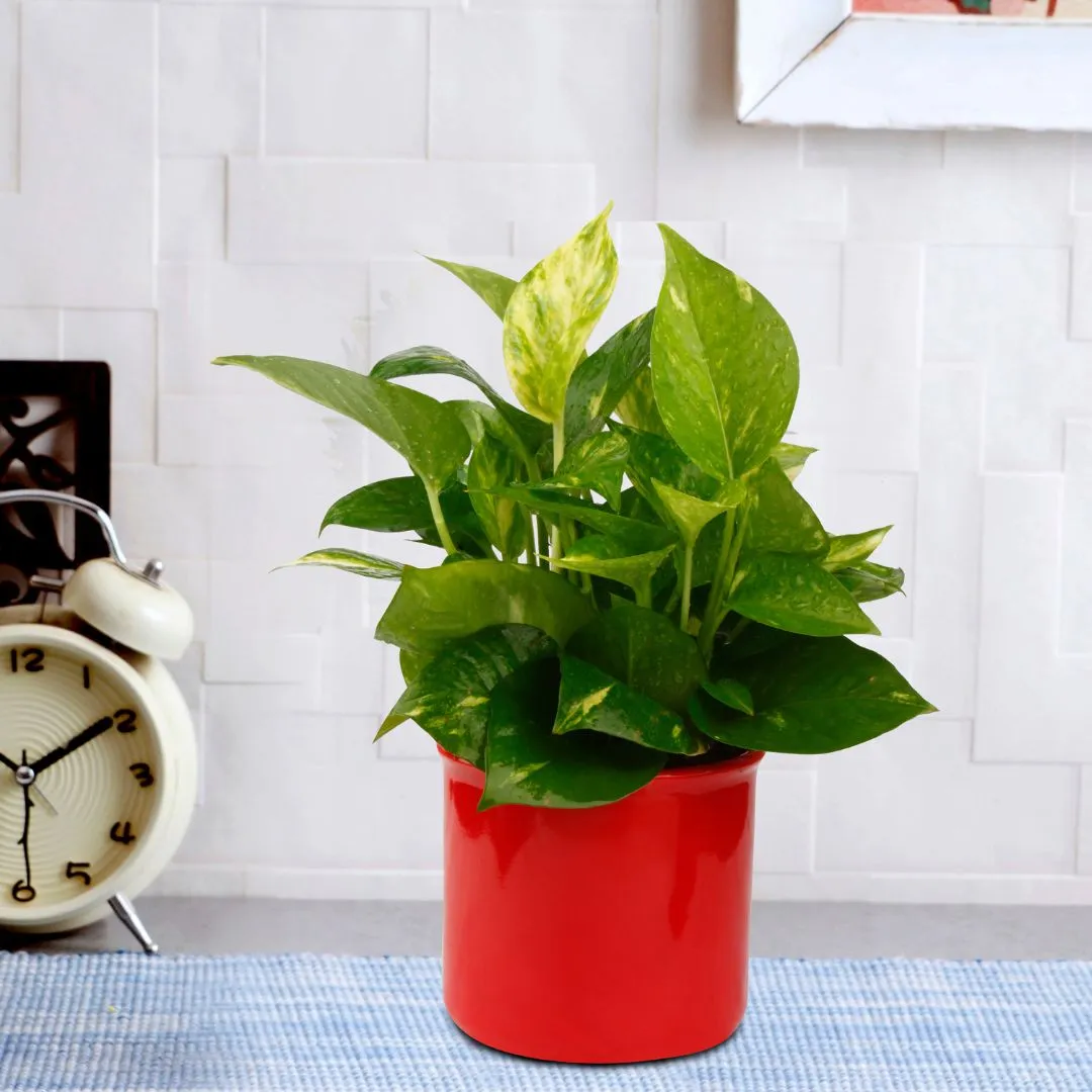 Exotic Green Beautiful Good Luck Indoor Money Plant with Red Colour Ceramic Planter