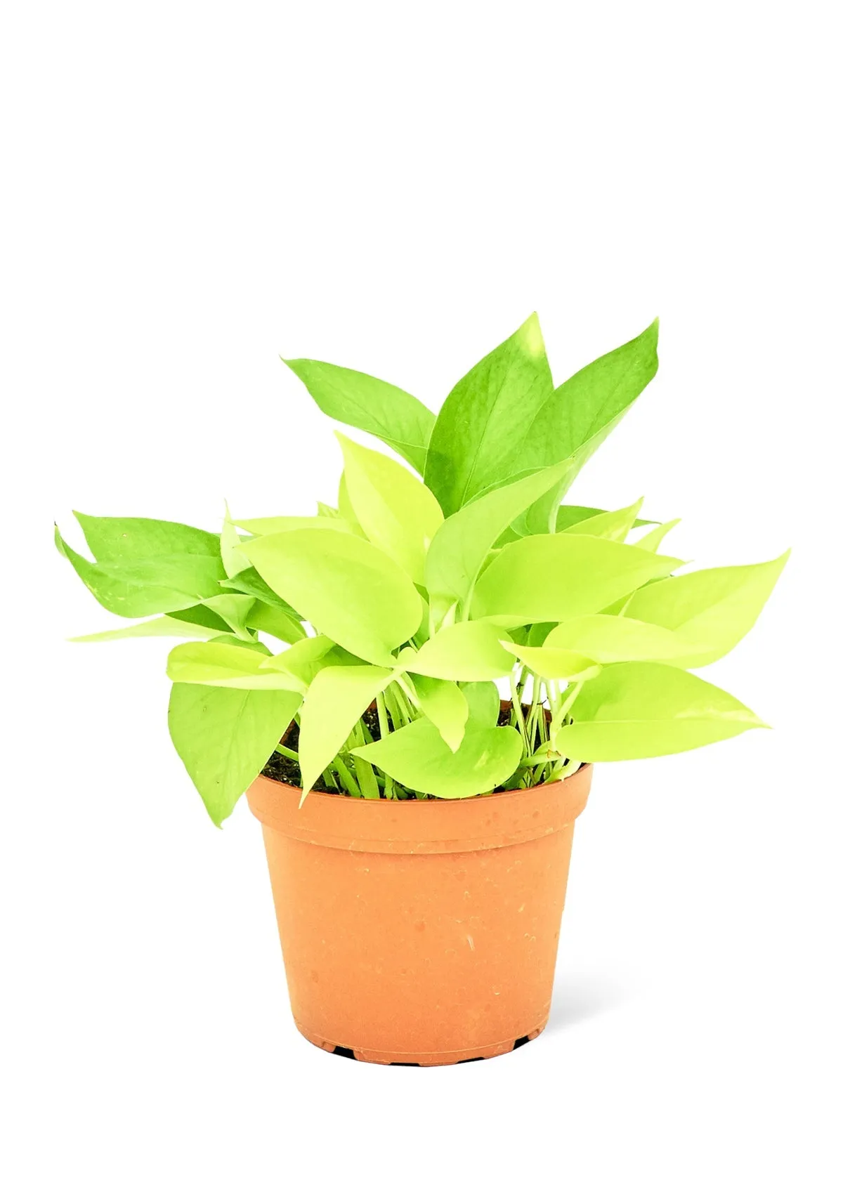 Neon Pothos