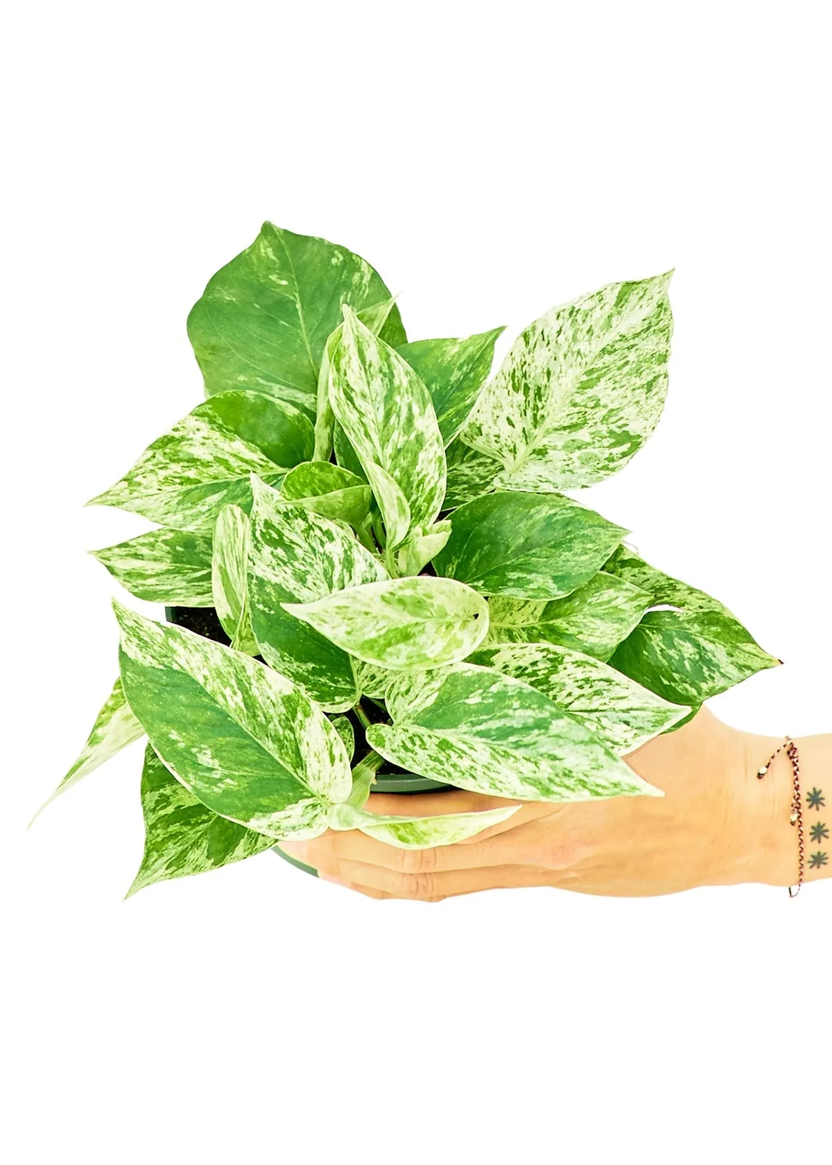 Pothos Marble Queen